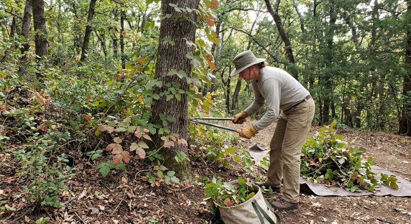 Poison Ivy Removal in Burlington County, NJ