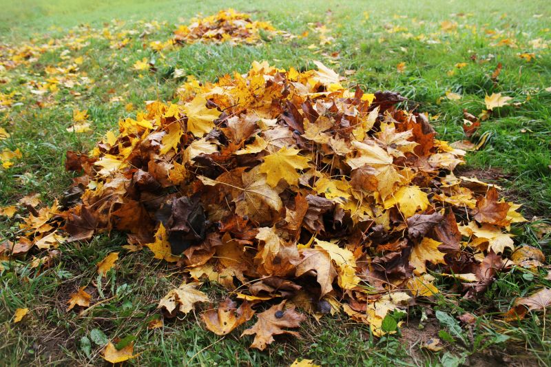 Mulched Leaves on the Lawn