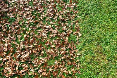 Autumn Lawn with Clear Borders