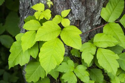 Poison Ivy Removal in Wilmington, DE
