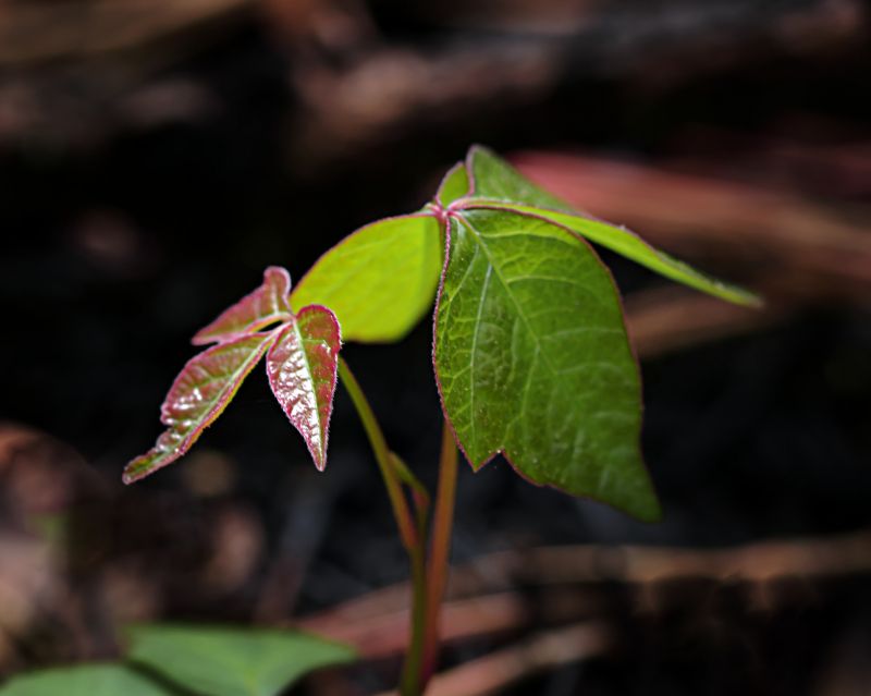 Poison Oak Removal in Lancaster, PA